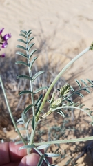 Astragalus magdalenae