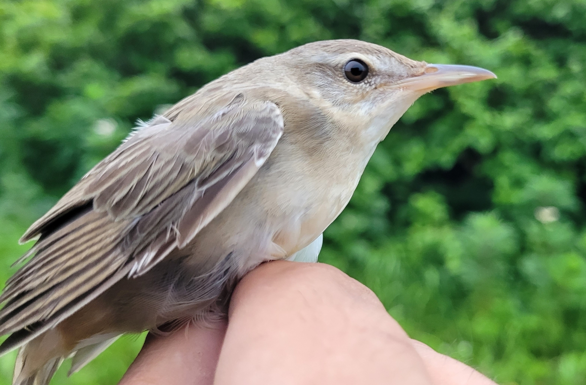 Middendorff's Grasshopper Warbler