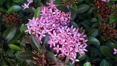 Ixora coccinea