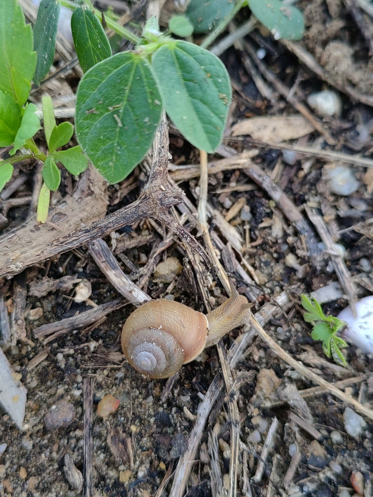 Acusta rhodostoma