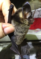 Gardnerycteris crenulatum