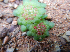 Crassula pageae