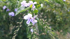 Duranta erecta