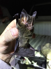 Gardnerycteris crenulatum