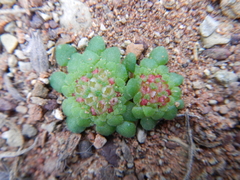 Crassula pageae
