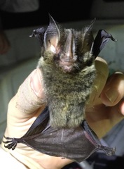 Gardnerycteris crenulatum