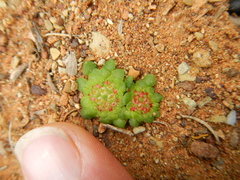 Crassula pageae