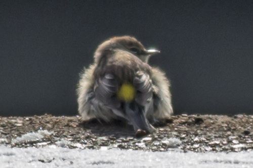 Yellow-rumped Warbler photographed in New Jersey