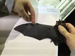 Gardnerycteris crenulatum