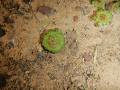 Crassula pageae