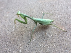 Stagmomantis