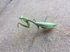 Stagmomantis