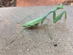 Stagmomantis