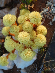 Crassula pyramidalis