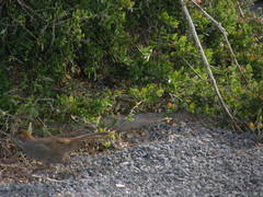 Dasyornis broadbenti