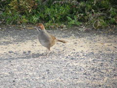 Dasyornis broadbenti