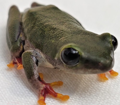 Lime Reed Frog
