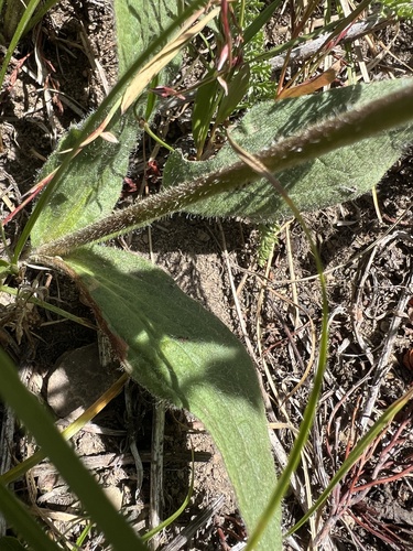 Image of Arnica parryi by no rights reserved