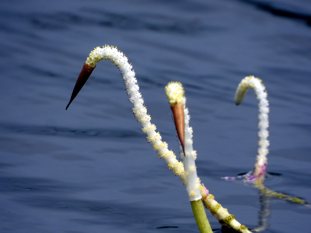 Aponogeton nateshii