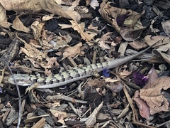 Elgaria multicarinata webbii