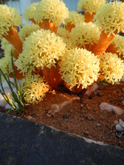 Crassula pyramidalis