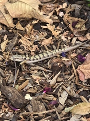 Elgaria multicarinata webbii
