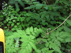 Osmorhiza aristata