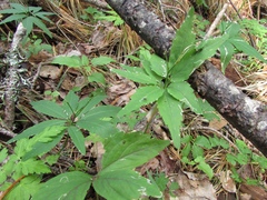 Cardamine altaica