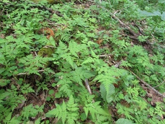 Osmorhiza aristata