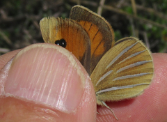 Argyrophenga janitae