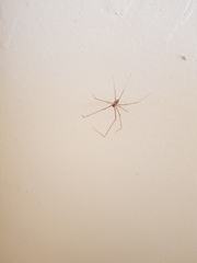 Smeringopus pallidus