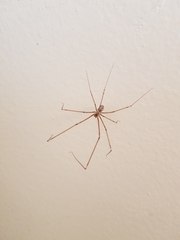 Smeringopus pallidus