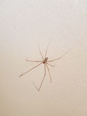 Smeringopus pallidus