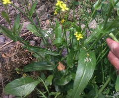Brassicaceae