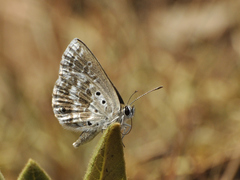 Lepidochrysops variabilis