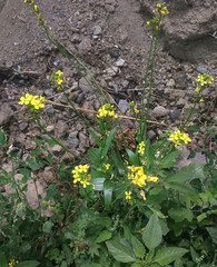 Brassicaceae