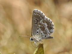 Lepidochrysops variabilis