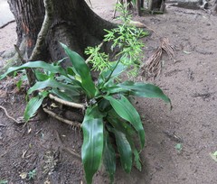 Dracaena aletriformis