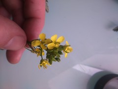 Brassicaceae