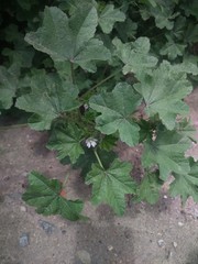 Malva parviflora