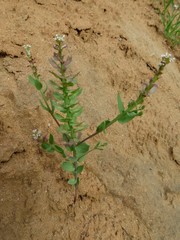 Aethionema carneum