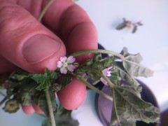 Malva parviflora