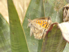 Aloeides maluti