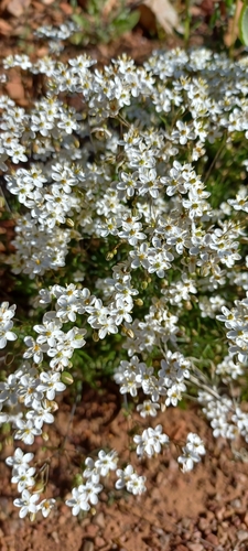 Image of Pharnaceum aurantium by (c) Danie Palm, some rights reserved (CC BY)
