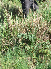 Lolium rigidum