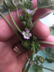 Malva parviflora