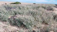 Astragalus magdalenae
