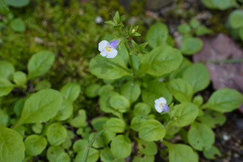 Mazus pumilus