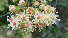 Stegnosperma halimifolium