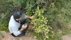 Stegnosperma halimifolium